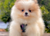 Safkan Pomeranian Boo Yavrularımız